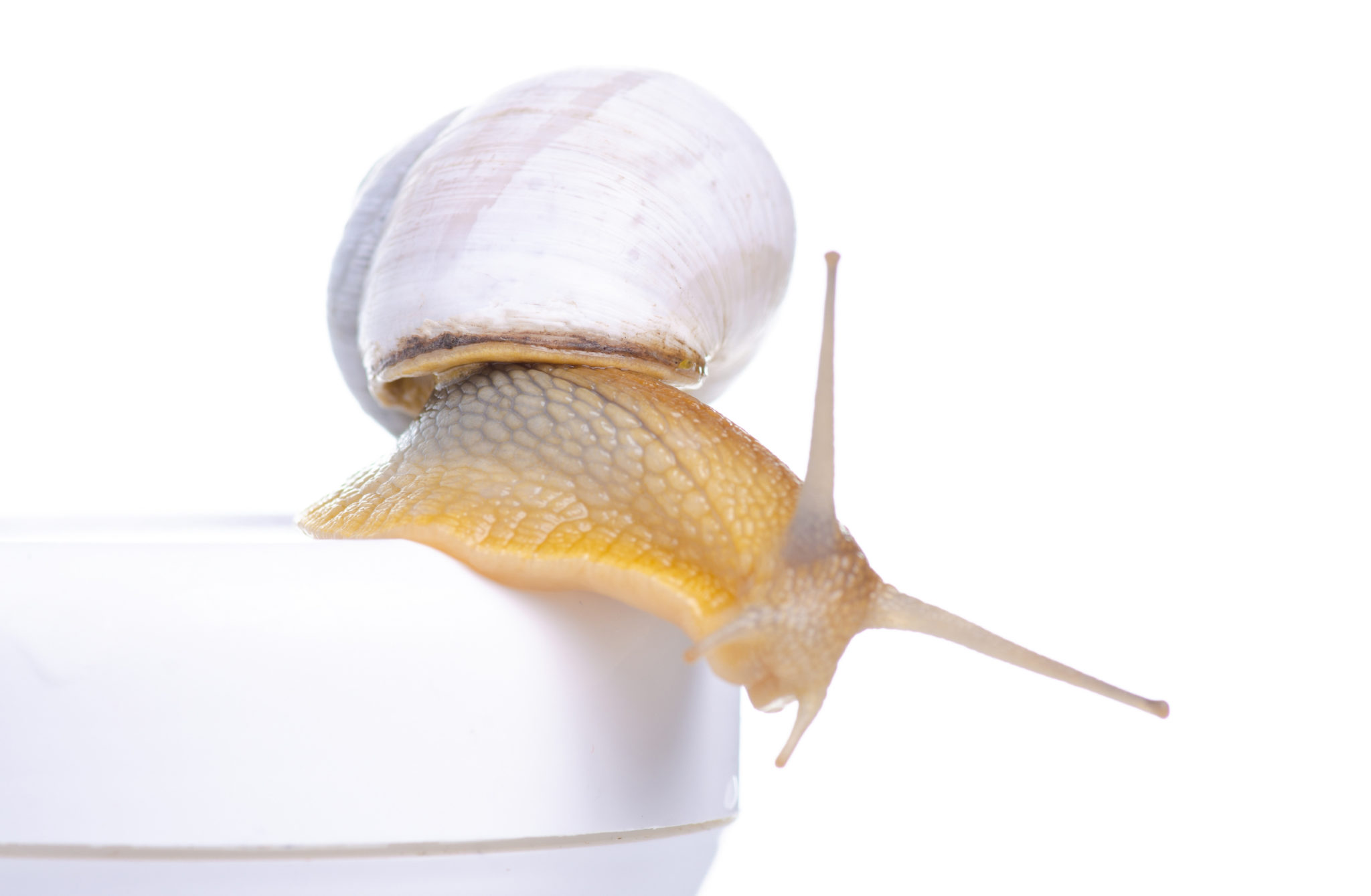 snail-mucin-extract-a-powerful-holy-grail-for-skin-nume-lab