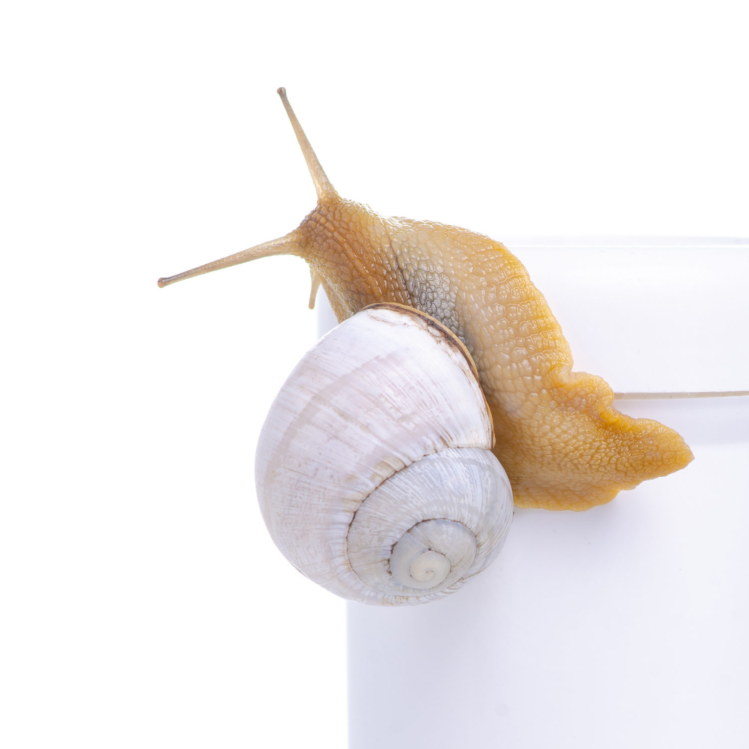 Snail Mucin Extract A Powerful Holy Grail For Skin NUME Lab