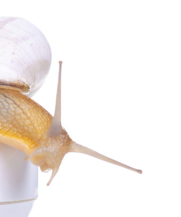 elastin protein snail mucin numelab
