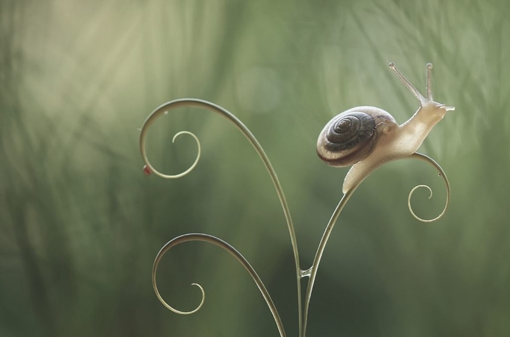 snail mucin numelab switzerland skincare