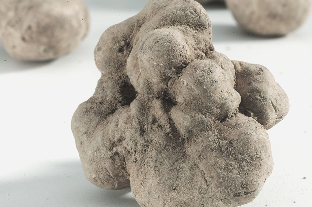 white truffle korean skincare ingredient numelab (1)