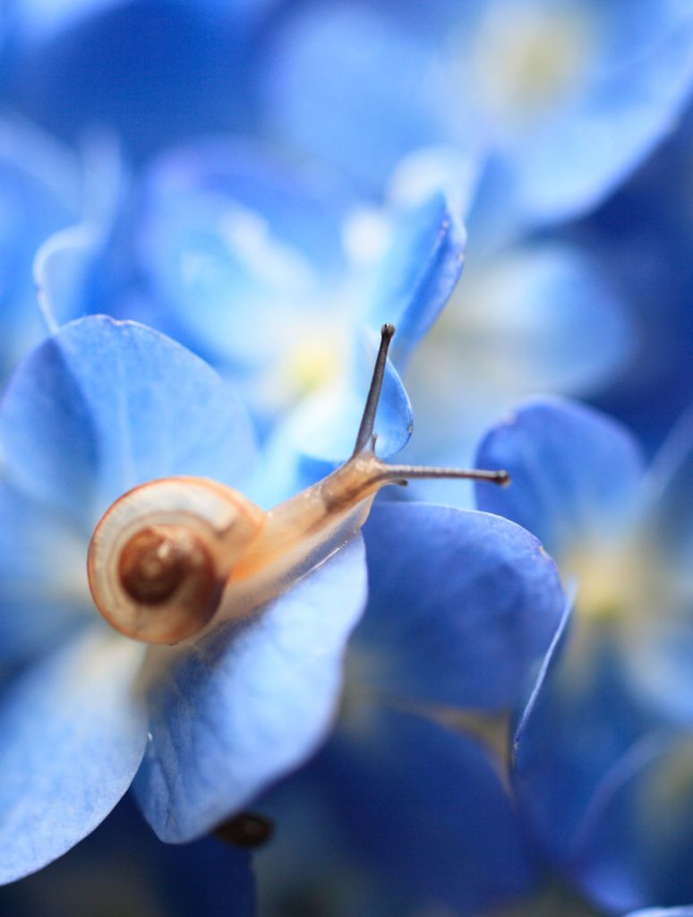snail slime skincare